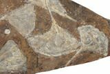 Six Fossil Ginkgo Leaves From North Dakota - Paleocene #188732-1